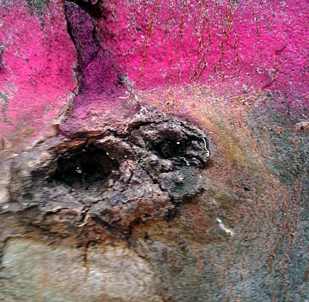 photo 15 a Quadrat (2)