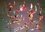 IMG_5174a
