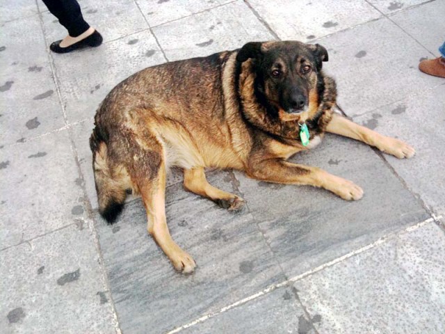 4, veteran of Syntagma Square