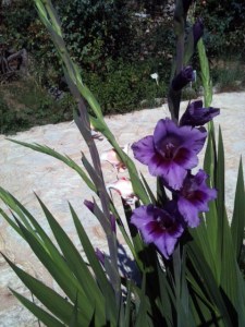 Gladiole blau