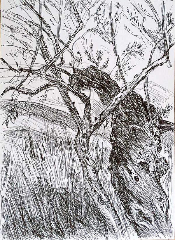 IMG_7942 Olivenbaum-2019-05-10-web